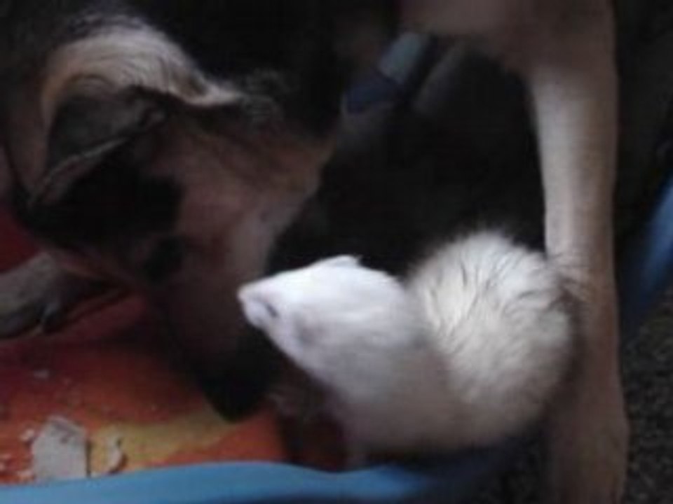 Bandy et Honey qui joue (1)