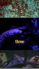 "Mesmerizing Octopus Insights!  #MarineLife #OceanWonder"