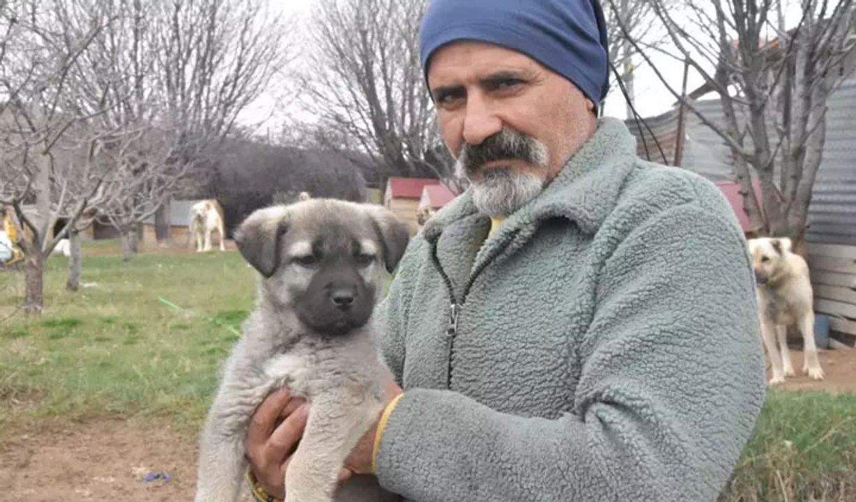 İklim değişikliği Kangal ırkını vurdu: Hormonları eşleşmeye müsait olmadı