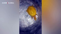 Dünyada nadir görülen 'sarı kaplumbağa' kayıtlara böyle geçti!