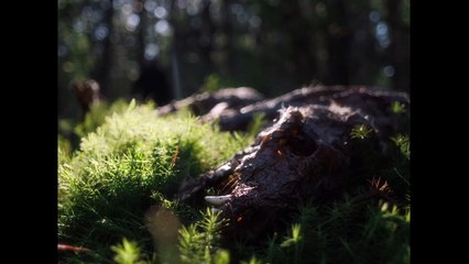 In A Violent Nature Fragman