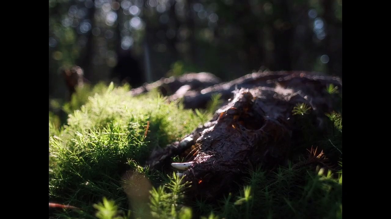 In A Violent Nature Fragman