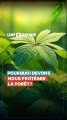 Journée mondiale de la forêt, pourquoi devons nous protéger la forêt ?