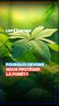 Journée mondiale de la forêt, pourquoi devons nous protéger la forêt ?