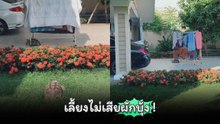 เลี้ยงไม่เสียผักบุ้ง เจ้าเต่ากับลีลาเคลื่อนย้ายราวตากผ้า !