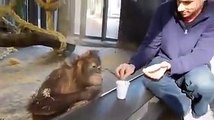 truco de magia que hace reír a carcajadas a un orangután