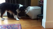 #OMG - Perro logra abrir contenedor a prueba de perros