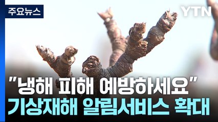 [녹색] "냉해 피해 예방하세요"...'농장 맞춤형' 기상재해 알림서비스 확대 / YTN