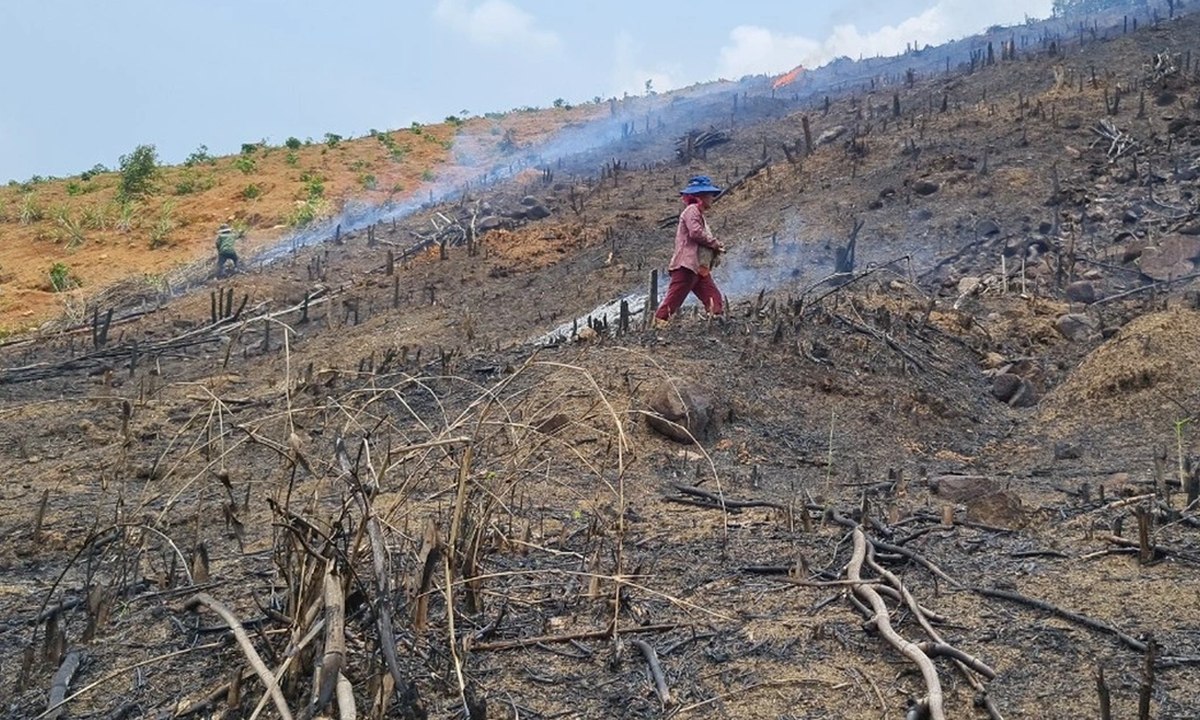 90 cán bộ, nhân viên bị kiểm điểm vì để suy giảm hơn 27.000ha rừng