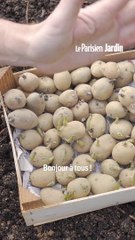 Quand et comment planter les pommes de terre ?