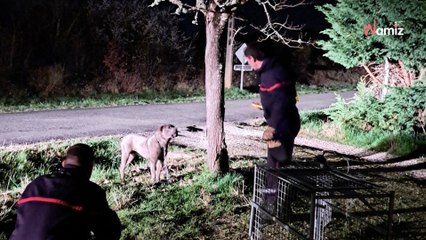 Ils entendent un coup de klaxon depuis leur maison : en regardant dehors, ils découvrent un chien attaché à un arbre