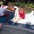 Hombre un un cisne inflable cae a la piscina