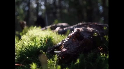 In a Violent Nature - Official Trailer | HD | IFC Films