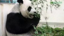 #CUTE  - Mamá panda manda a dormir a su bebe con un tierno gesto