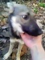 Perro emocionado de jugar con otros perros