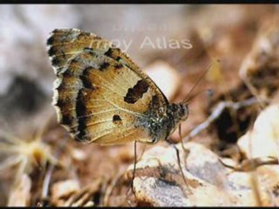 Les papillons du Maroc