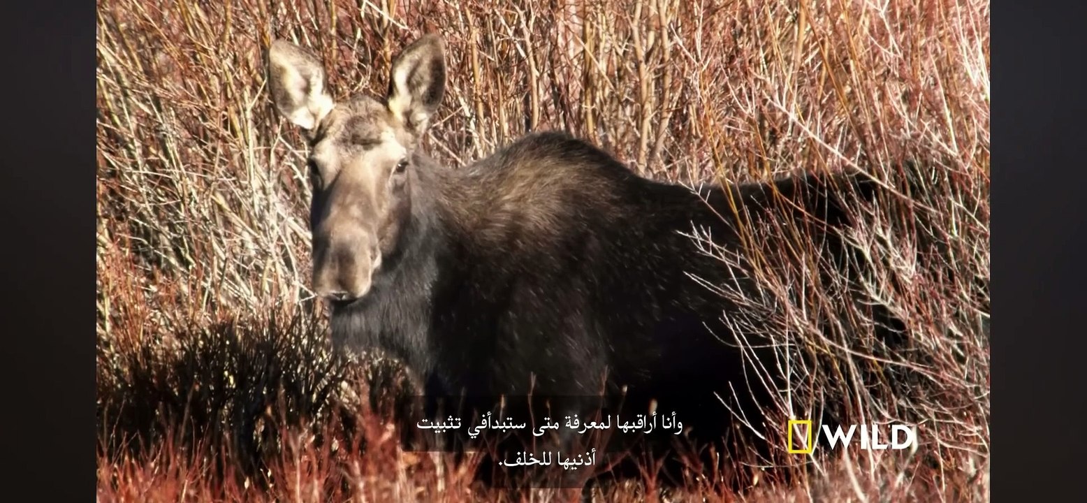 Super Moose