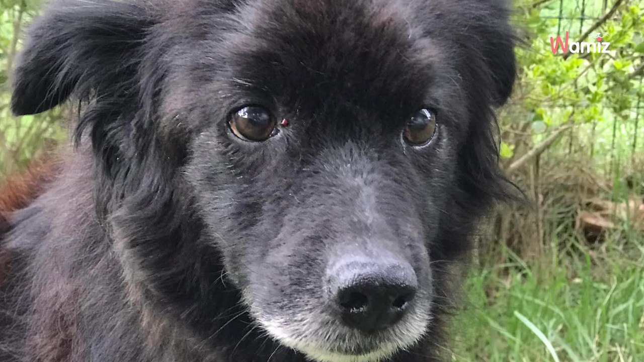 Après 8 ans de fourrière en Serbie, ce chien est arrivé en France dans l'espoir de trouver enfin son bonheur