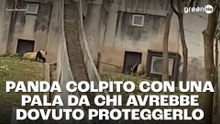 Panda colpito da una pala da chi avrebbe dovuto proteggerlo