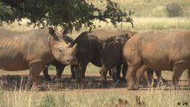 The massive task of rewilding 2,000 rhinos held in captivity