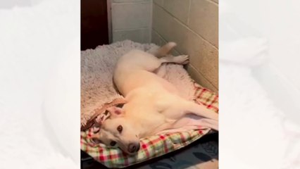 Helping Yorkshire Poundies success stories this year