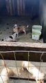 VÍDEO: Centenas de cães maltratados são resgatados em canil clandestino em Joinville