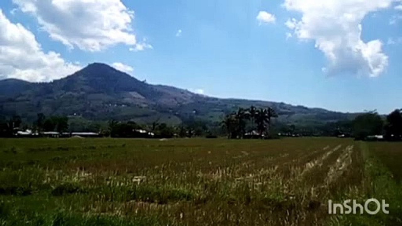 mountain view/ricefield