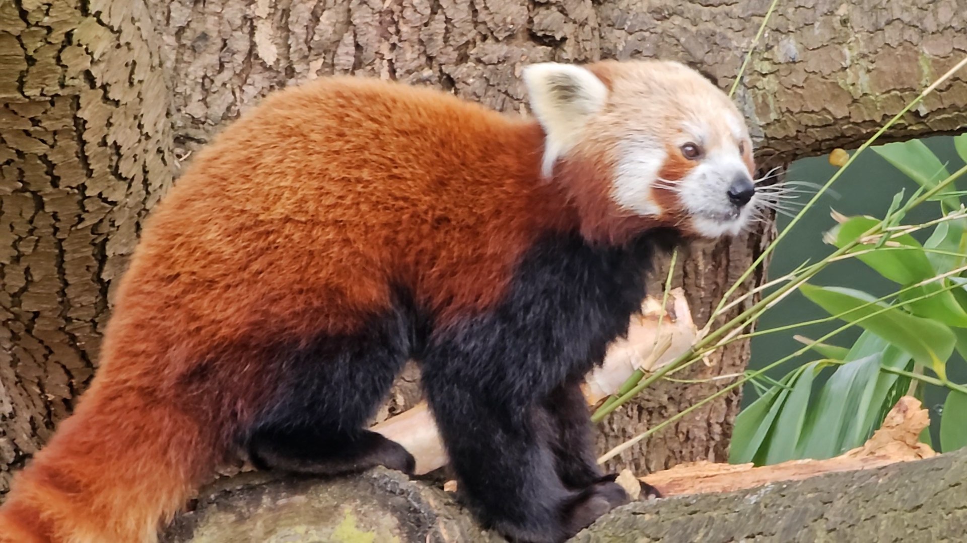 ⁣Zoo welcomes return of endangered red pandas