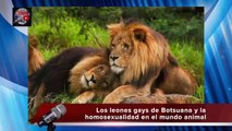 Los famosos leones gays de Botsuana