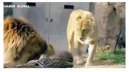Eşini kıskanan dişi aslanın hareketi sosyal medyayı salladı