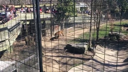 #VIRAL - Saltó a la jaula de los tigres para recuperar su gorra