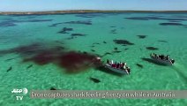 Drone Graba A Tiburones comiendose una Ballena en Australia