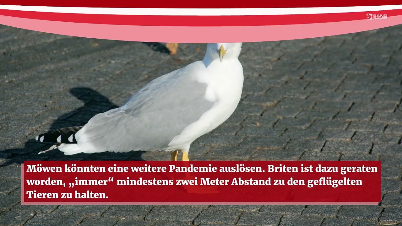 Wegen Sorge vor einer Vogelgrippe werden Briten aufgefordert, sich von Möwen zu distanzieren