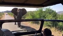 #VIDEO - Arnold Schwarzenegger perseguido por un elefante en Sudáfrica