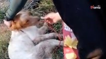 Drama bei Hunde-Rettung: Dieses Video hat eine halbe Million schon gesehen!