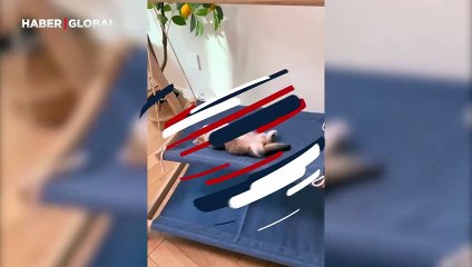 Kedinin rahatlığı sosyal medyaya damga vurdu: "Akışına bıraktım hayatı"