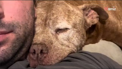 Le dog-sitter laisse un dernier mot à un chien : 250K personnes fondent en larmes devant cet hommage (vidéo)