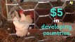 Bill Gates dona 100.000 pollitos a Bolivia - No necesitamos pollos para salir adelante