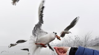 Brits urged to socially distance from seagulls due to bird flu concerns