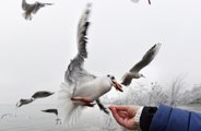 Brits urged to socially distance from seagulls due to bird flu concerns