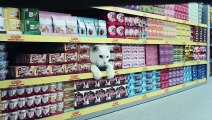 #VIRAL - Gatos famosos de internet de compras en un supermercado Alemán