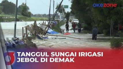 Download Video: Tanggul Sungai Irigasi Jebol Usai Tak Mampu Tahan Debit Air Banjir di Demak