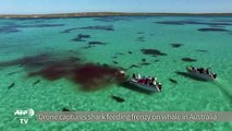 #VIDEO - Tiburones se alimentan con ballena muerta en Australia