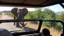 Arnold Schwarzenegger es Perseguido por Elefante en Safari