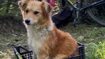 En Montenegro, una perra callejera decide seguir a dos turistas: cuatro días después, su destino cambia