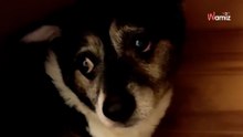 Azorek, el perro más triste del refugio, no entiende por qué está aquí