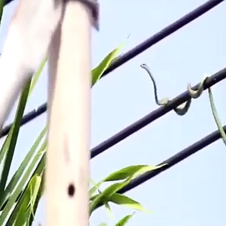 @المعاناةوالشقاءللحصول على الرزق فيديوخطيرشوف للاخر