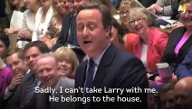 Conoce a Larry, el Primer Gato del Reino Unido