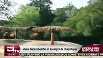 Fallece bisonte hembra en el Zoológico de Chapultepec