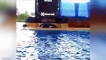 Orca Whale Behaves Strangely and Tries to Commit Suicide